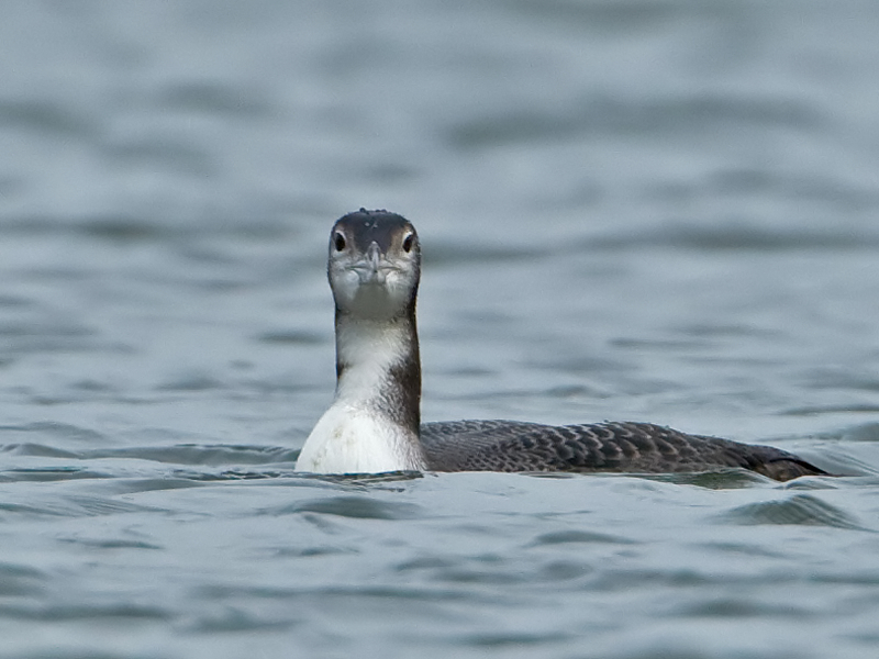 Gavia immer IJsduiker Great Northern Diver